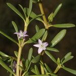 Sesuvium portulacastrum Flower