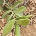 Combretum molle Leaf