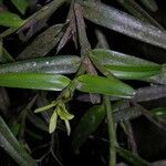 Epidendrum acunae Altul/Alta