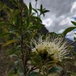 Amomyrtus meli Flower