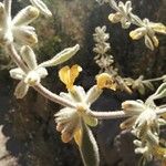 Phlomis lanata Цветок