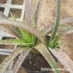 Agave maculata Leaf