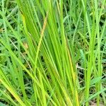 Carex vulpinoidea Hoja