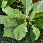 Quercus pontica Blatt