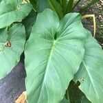 Zantedeschia aethiopica Blatt