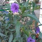 Ruellia geminiflora Levél