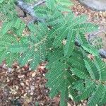 Albizia brevifolia Leaf