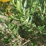 Heimia salicifolia Hoja