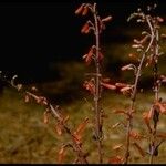 Penstemon centranthifolius Хабит