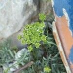 Crithmum maritimum L.Õis