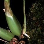 Peristeria guttata Λουλούδι