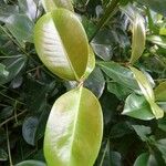 Carallia brachiata Leaf