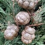 Cupressus sempervirens Fruit