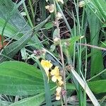 Agrimonia eupatoria Hábito