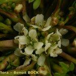 Lepidium coronopus Fruit