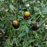Trifolium spadiceum ফুল