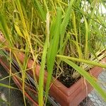 Oryza sativa Листок