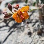 Hoffmannseggia glauca Flower