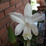 Cattleya intermedia Bloem
