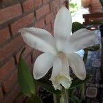 Cattleya intermedia Цвят