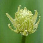 Allium victorialis Flower