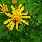 Senecio squalidus Квітка