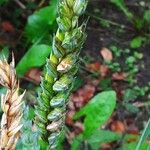 Triticum aestivum Плод