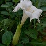 Datura innoxia फूल