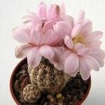 Gymnocalycium bruchiiVivejo