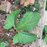 Typhonium trilobatum Feuille