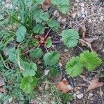 Geranium rotundifolium Листок