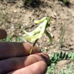 Astragalus racemosus Λουλούδι