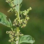 Chenopodium polyspermum Frukt