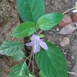 Ruellia prostrata Лист