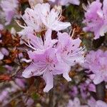 Rhododendron siderophyllum Cvet