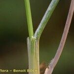 Festuca pallens Schors