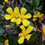 Hibbertia dentata Blüte