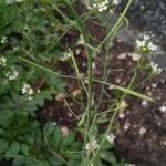 Arabidopsis thaliana Fruit