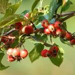 Crataegus persimilisফল