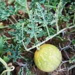 Citrullus colocynthis Fruit