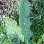 Hirschfeldia incana Leaf