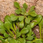 Bellium bellidioides Leaf