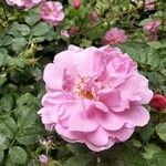 Rosa gallica Floro