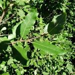 Salix phylicifolia Blatt