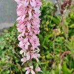 Francoa appendiculata Цвят