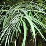 Podocarpus henkelii Habit