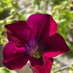 Petunia spp. Flower