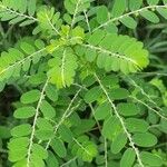 Phyllanthus niruri 葉