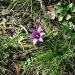 Romulea linaresii Bloem