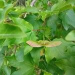 Acer campestre Fruct